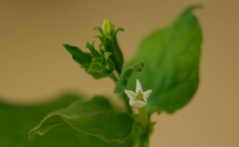 Nicotiana benthamiana